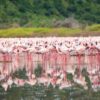 ozero bogoriya mesto gde mozhno uvidet okolo 2 millionov flamingo